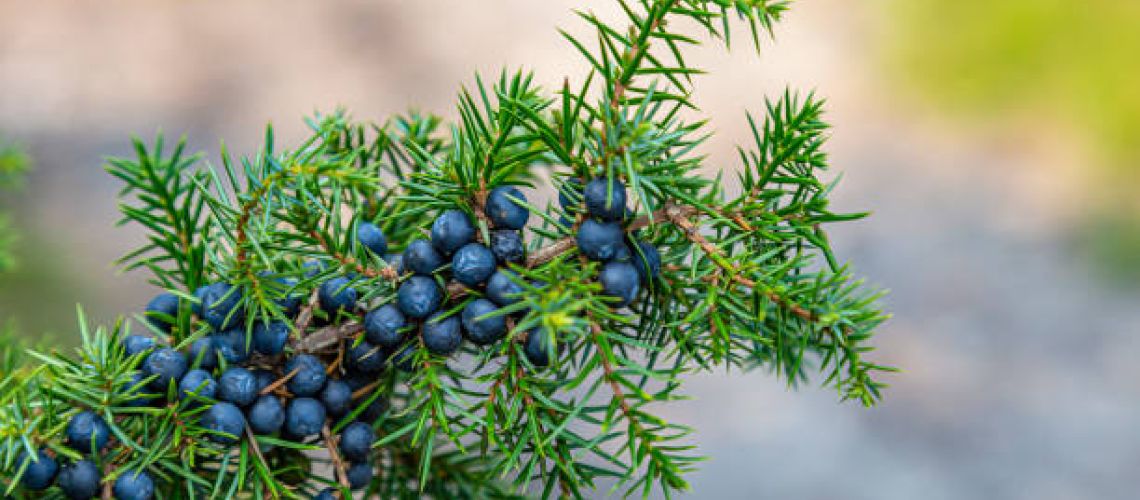 🌿Le genévrier est bien plus qu’une simple épice!