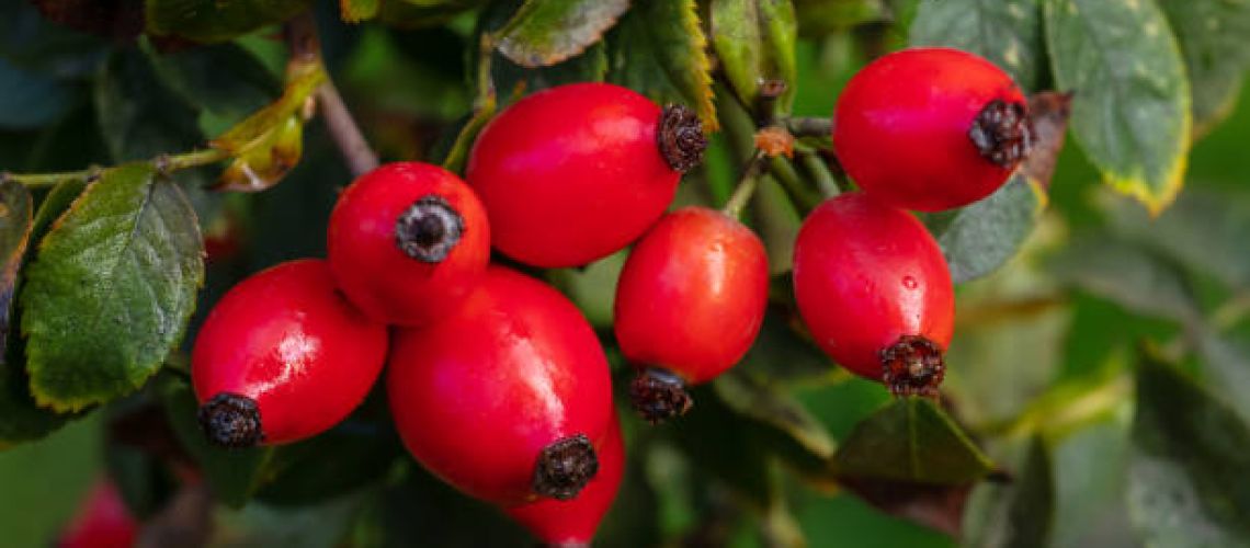 ✨L’églantier, entre poésie champêtre et puissance de la nature!