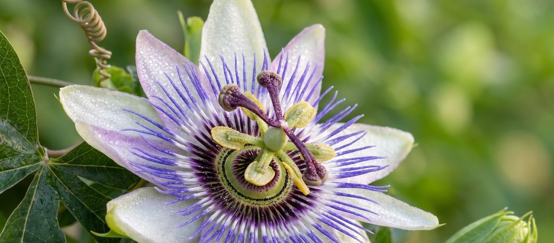 Passiflore en été : apaiser naturellement l'anxiété et les troubles du sommeil estivaux
