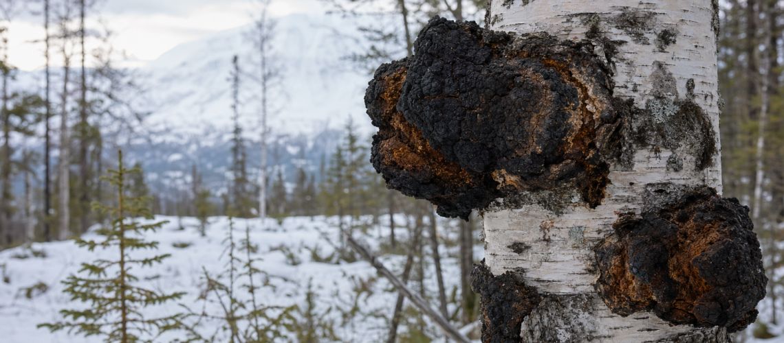 Le Chaga (Inonotus obliquus) : le diamant noir de la forêt boréale