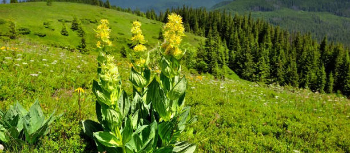 🌞 La racine de gentiane: l'incarnation du savoir-faire montagnard et de la tradition herboriste!