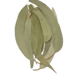 Eucalyptus vrac sachet 100g - Eucalyptus globulus Labill - Feuille entière
