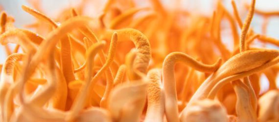 🍄 Les champignons médicinaux: des trésors de la nature aux fonctions multiples