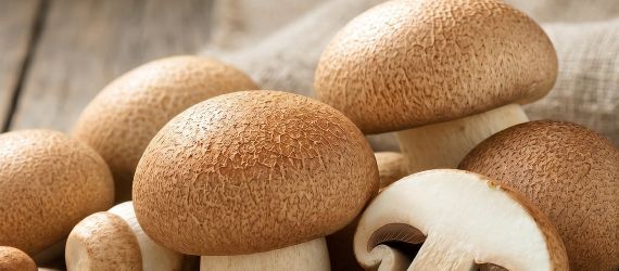 Agaricus blazei (Champignon du Soleil) : bienfaits, immunité et bêta-glucanes