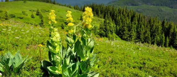 🌞 La racine de gentiane: l'incarnation du savoir-faire montagnard et de la tradition herboriste!