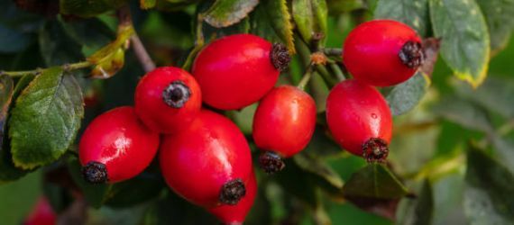 ✨L’églantier, entre poésie champêtre et puissance de la nature!