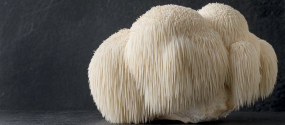 Crinière de Lion (Hericium)