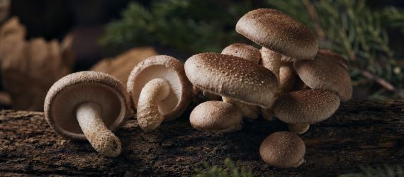 Shiitake (Lentinula edodes) : bienfaits, propriétés et utilisation en mycothérapie