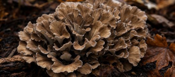 Maitake (Grifola frondosa) : bienfaits, équilibre métabolique et immunité