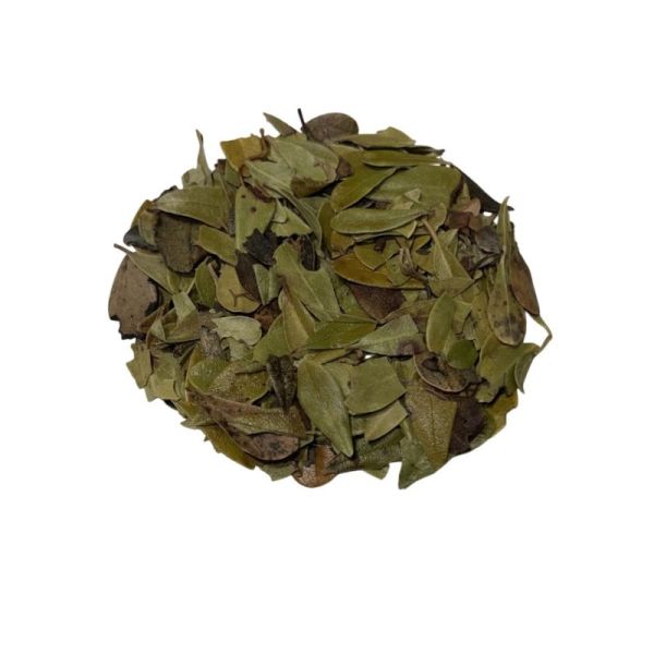 Busserole vrac sachet 100g - Arctostaphylos uva-ursi - Feuille entière