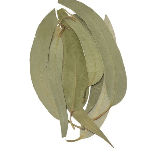 Eucalyptus vrac sachet 100g - Eucalyptus globulus Labill - Feuille entière